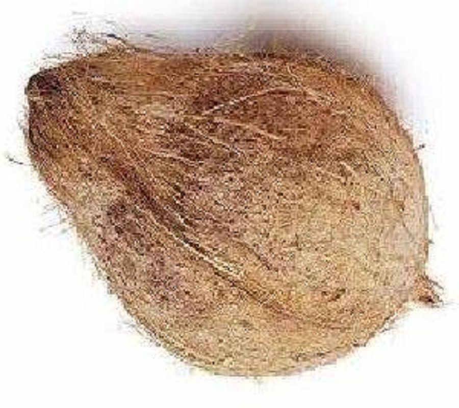 தேங்காய் / Coconut